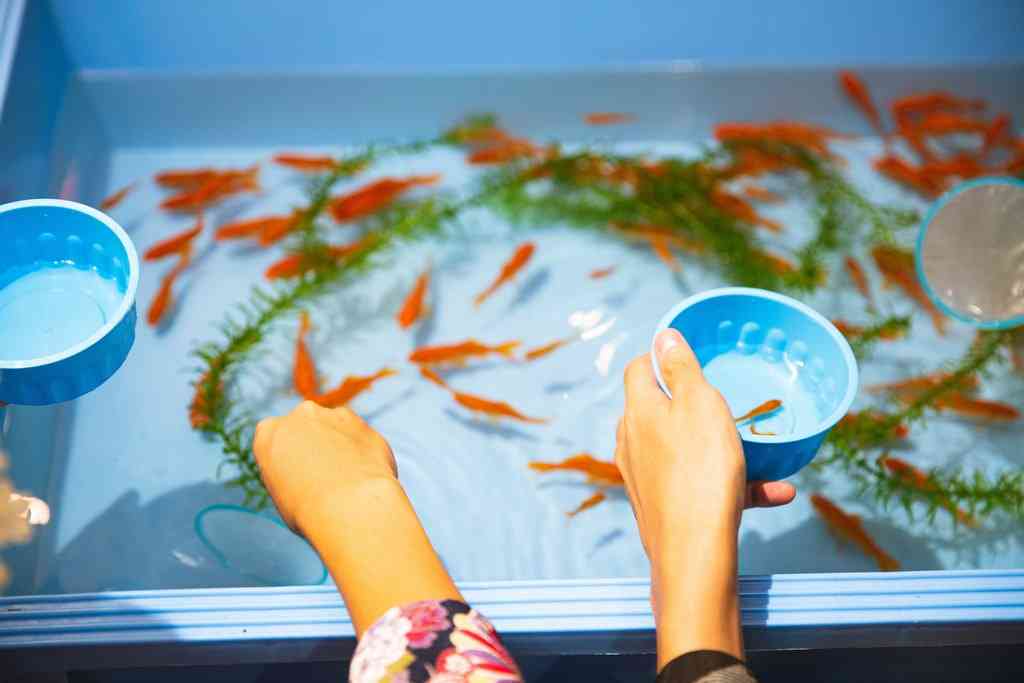 Пересаживание рыбок из ванночки в аквариум